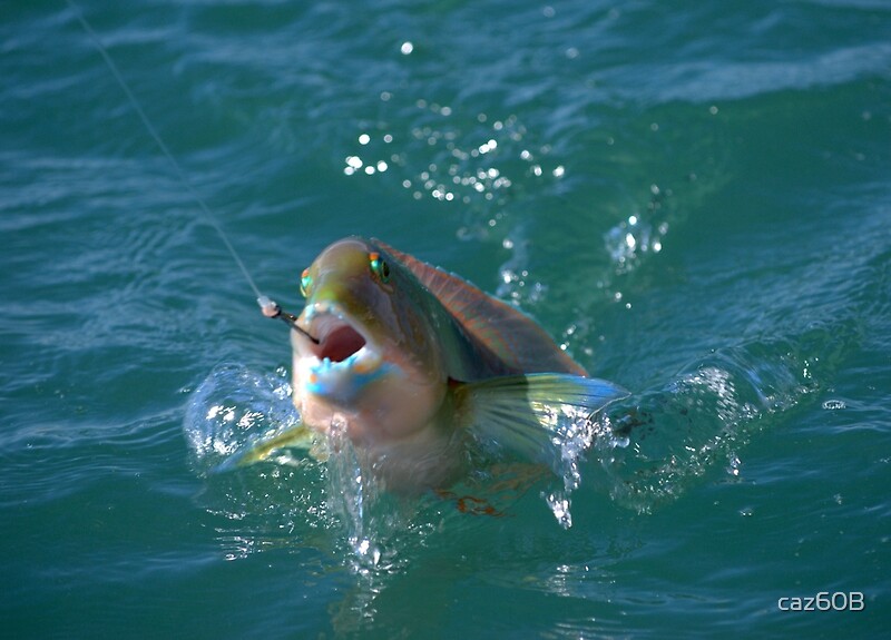 "Blue Bone Fish" Photographic Prints by caz60B Redbubble