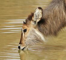 Waterbuck Gold - Pleasure of Life by LivingWild