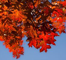 Happy Scarlet Autumn Patchwork by Georgia Mizuleva