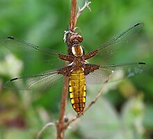 Female Broad-bodied Chaser by John Keates