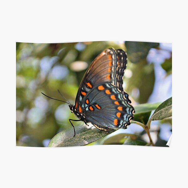 Red Spotted Purple Butterfly Poster For Sale By DAWNESROMEO Redbubble