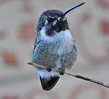 JUVENILE WHITE EARED HUMMINGBIRD ANNA'S by JAYMILO
