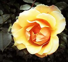 Yellow Rose by OlaG