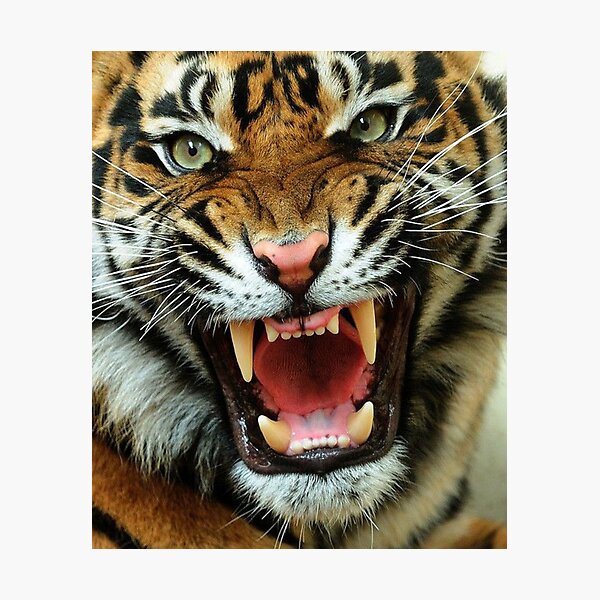 Lámina fotográfica Amantes de la cara de tigre el aspecto de un diseño