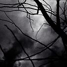 Tree branches in silhouette against winter sky black and white silver gelatin 645 medium format film analog photo by edwardolive
