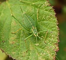 Speckled Bush Cricket by MikeSquires