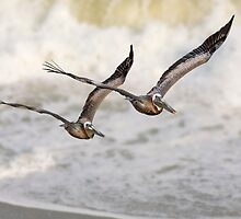Never Leave Your Wingman - Pelican Pair by Kenneth Keifer