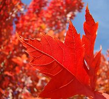 RED Fall Tree LEAVES Art PRINTS Canvas Autumn by BasleeArtPrints