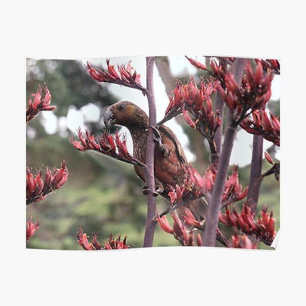 Kaka North Island Species Gt Barrier Island New