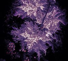 Blighted Maple by Dougflip2k