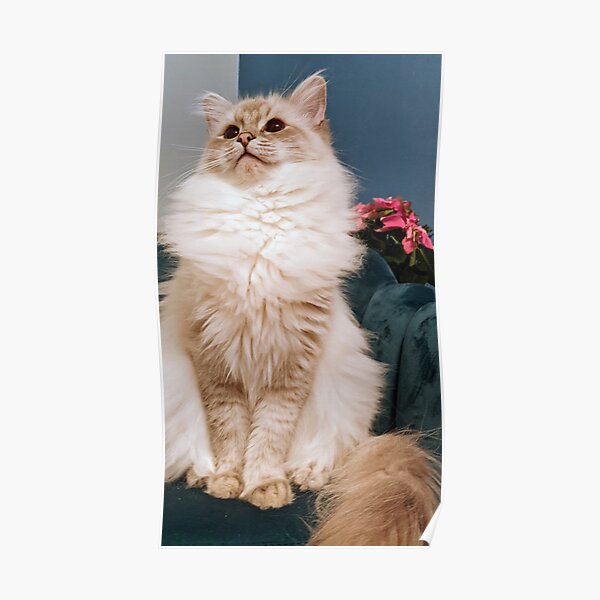 Saoirse The Fluffy Ragdoll Cat Poster For Sale By Fluffycat2020