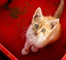 Young cat in box close up by Anna Váczi