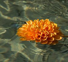 Floating Autumn - Chrysanthemum Blossom in the Fountain by Georgia Mizuleva