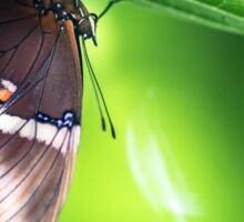 Butterfly on Green Background