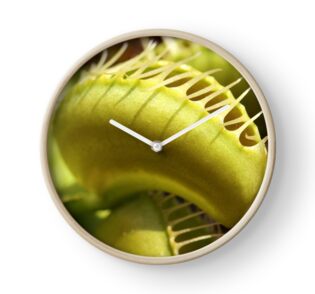 Venus Fly Trap