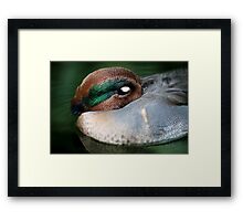 Sleeping Duck