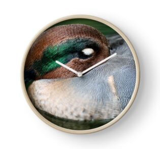 Sleeping Duck