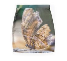 Old Butterfly
