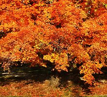 Maple In Autumn by Ginger Barritt