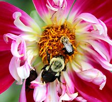 Dahlia Buzz by Gilda Axelrod