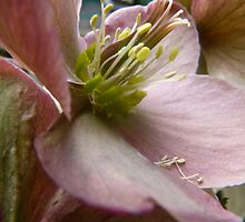 Petals and Poetry by Benedikt Amrhein