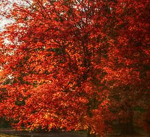 Maple On Autumn Fire by Ginger Barritt