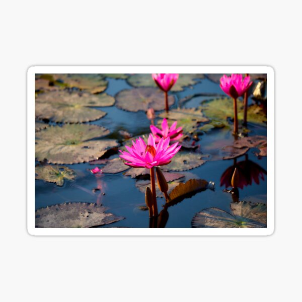 Pink Lotus Flower Sticker For Sale By Anucha64 Redbubble