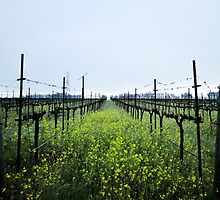Lush Vineyards by randymir
