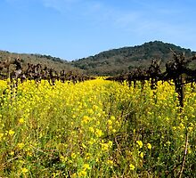 Mustard the Other Wine by randymir