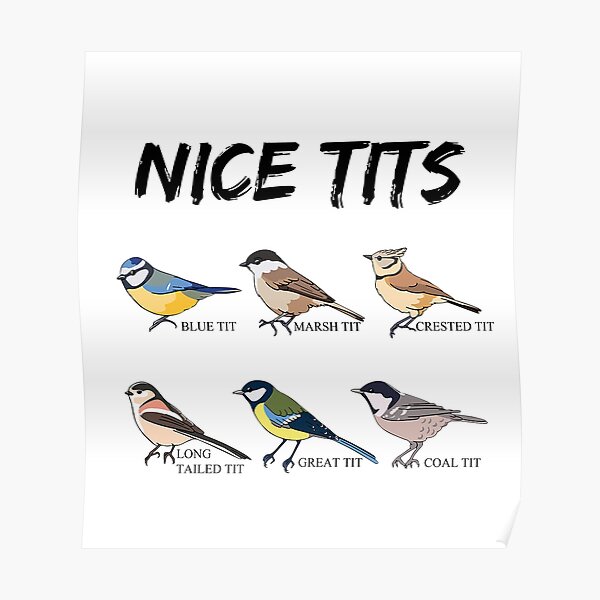 Nice Tits Bird Watcher Funny Blue Tit Marsh Tit Crested Tit Hot Gift