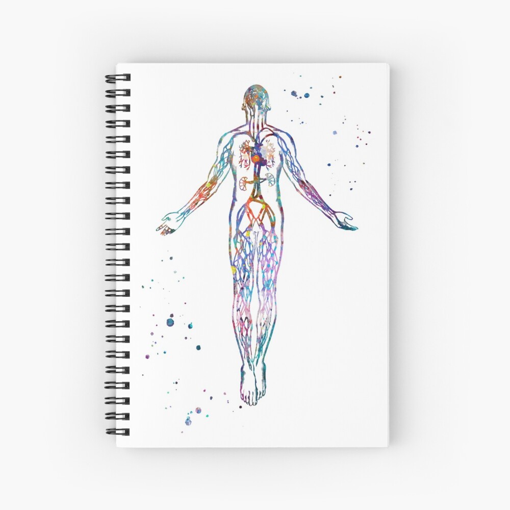 Cuaderno De Espiral Anatom A Del Sistema Cardiovascular De Evasdreams