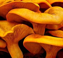 Jack-O-Lantern Mushroom by Victoria Jostes