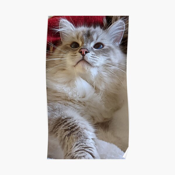 Saoirse The Ragdoll Cat Poster By Fluffycat Redbubble