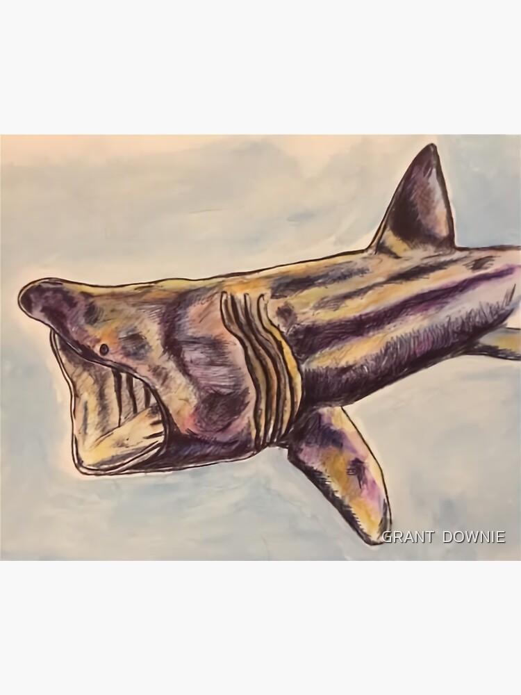 Oban Basking Shark Sticker For Sale By Cluster 1973 Redbubble