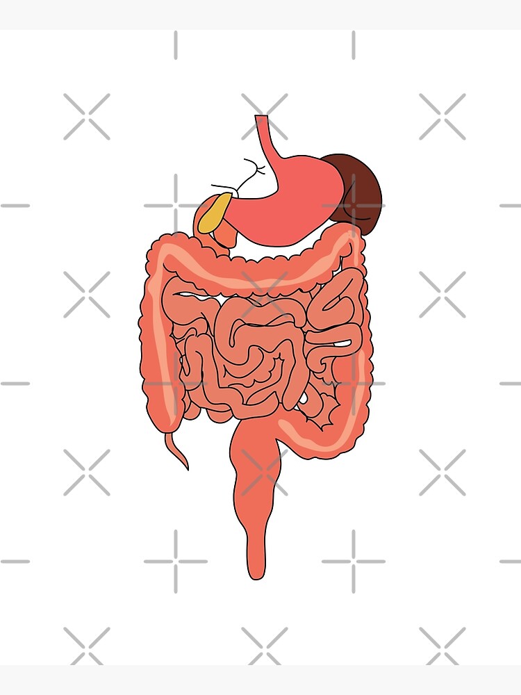 Delantal Cartel Del Diagrama Del Sistema Digestivo Humano Diagrama