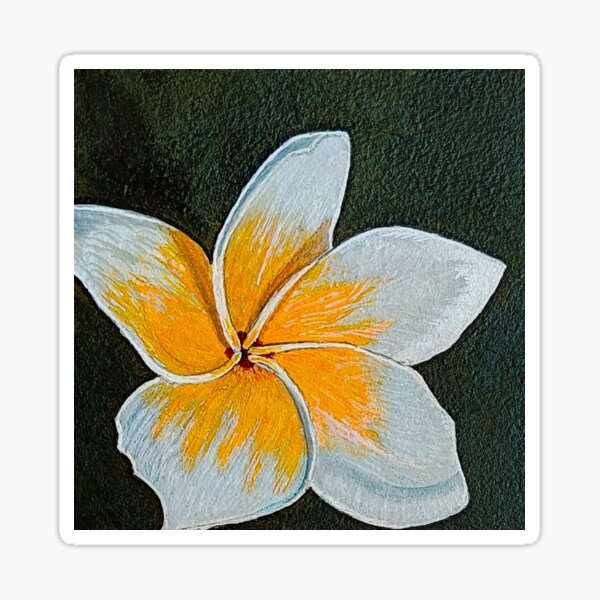 Plumeria Flower Sticker For Sale By Mohini5171 Redbubble