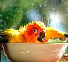 I'm Singing In The Rain..!!! - Sun Conure - NZ by AndreaEL