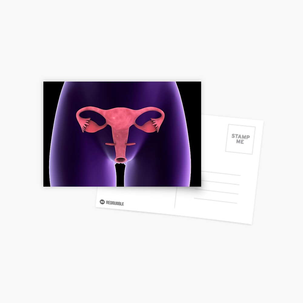 Female Reproductive Organ X Ray View Postcard By StocktrekImages Redbubble