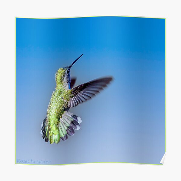 Flight Of The Hummer Poster By RoseChristner Redbubble