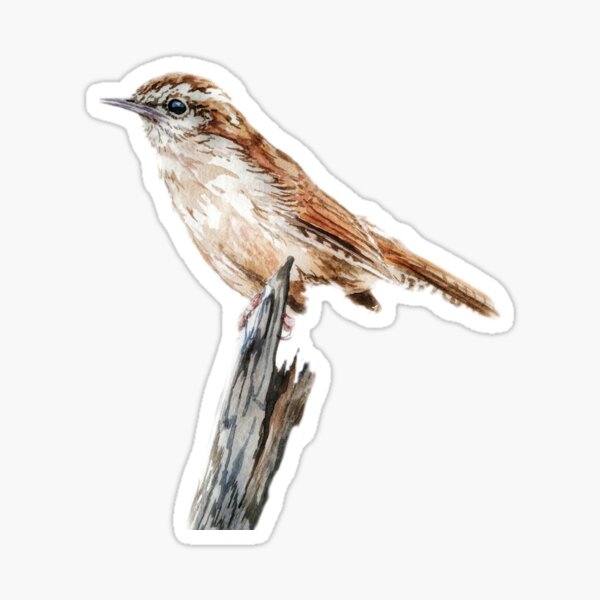 Carolina Wren Gifts Merchandise For Sale Redbubble