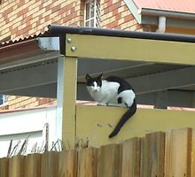 Surveying the Surrounds by KittenFlower