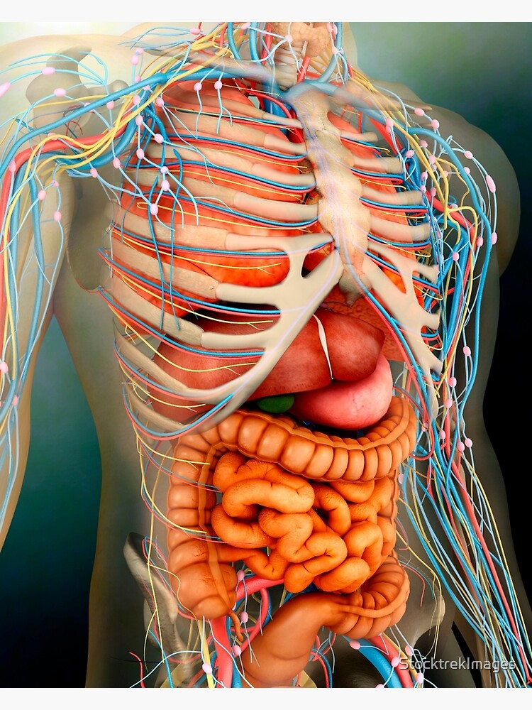 Фото человеческого организма внутренние органы с надписями строение