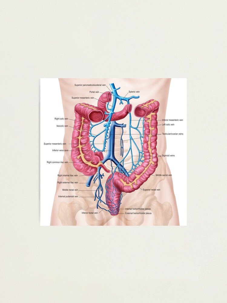 Anatomy Of Human Abdominal Vein System Photographic Print For Sale