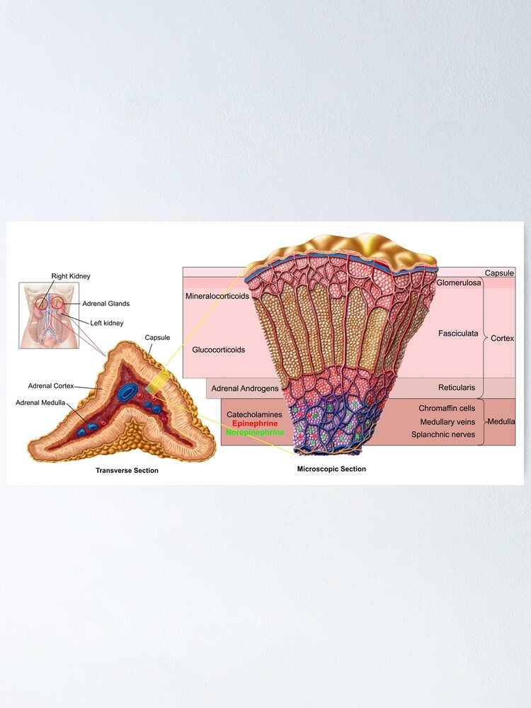 Diagrama De Las Glándulas Estructura Interna De La Glándula Suprarrenal