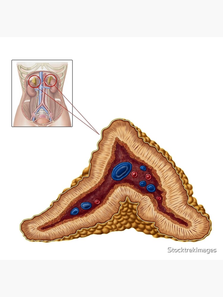 Poster Anatomie de la glande surrénale coupe transversale par