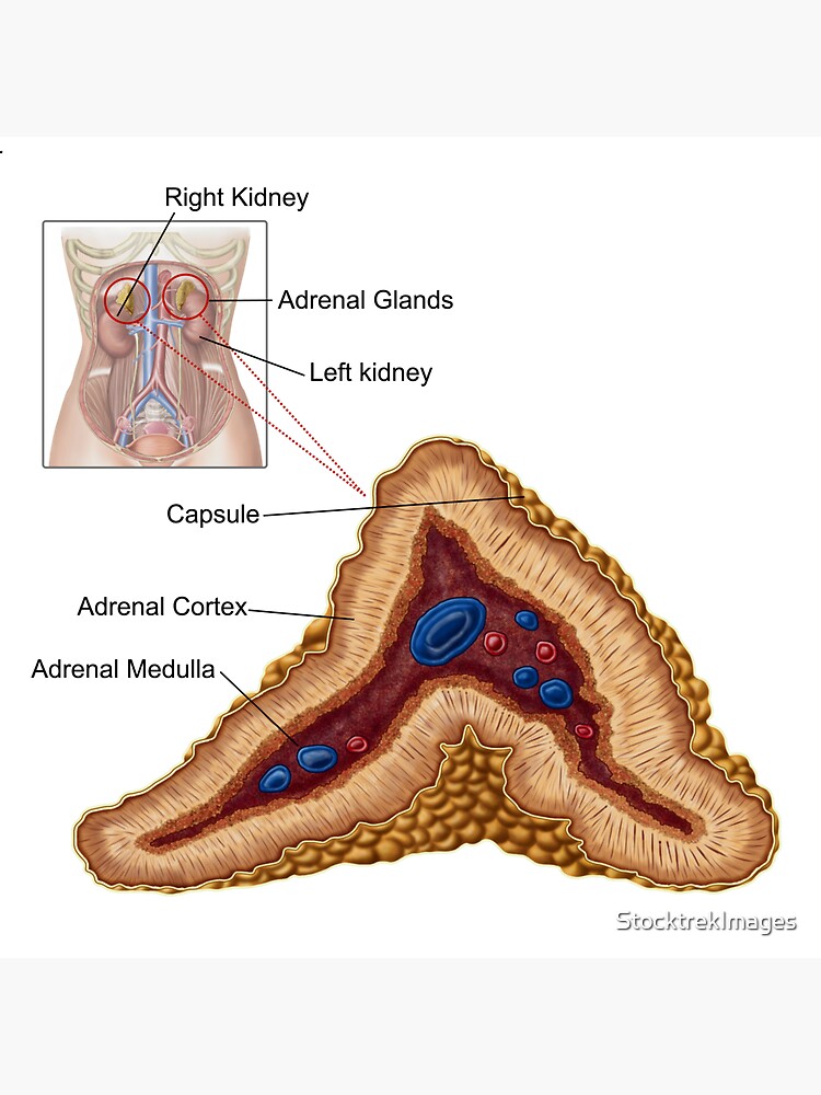 Anatomy Of Adrenal Gland Transverse Section Postcard My Xxx Hot Girl