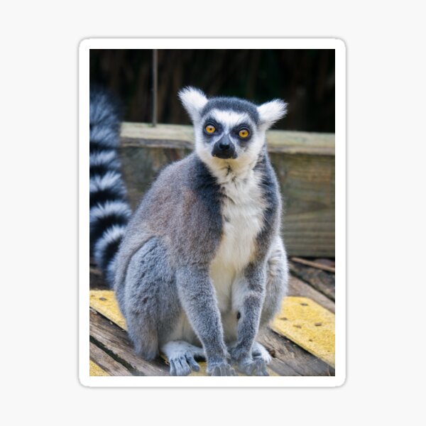 Ring Tailed Lemur Sticker For Sale By Photobytableau Redbubble