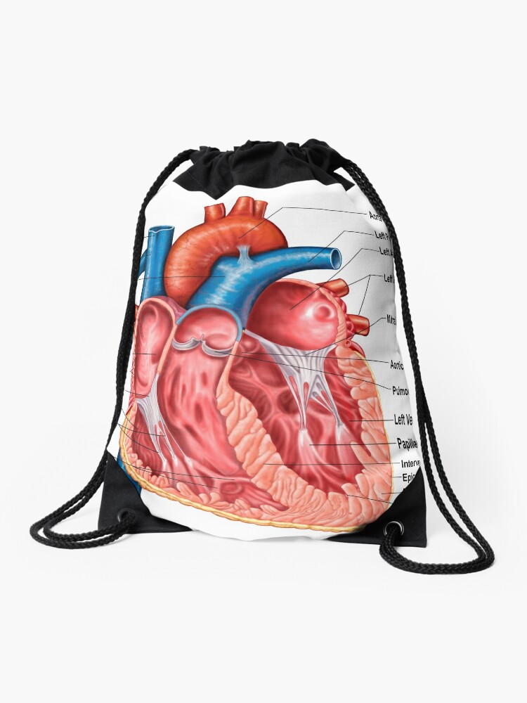 Anatomy Of Heart Interior Frontal Section Drawstring Bag For Sale