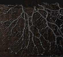 veins by abacinate