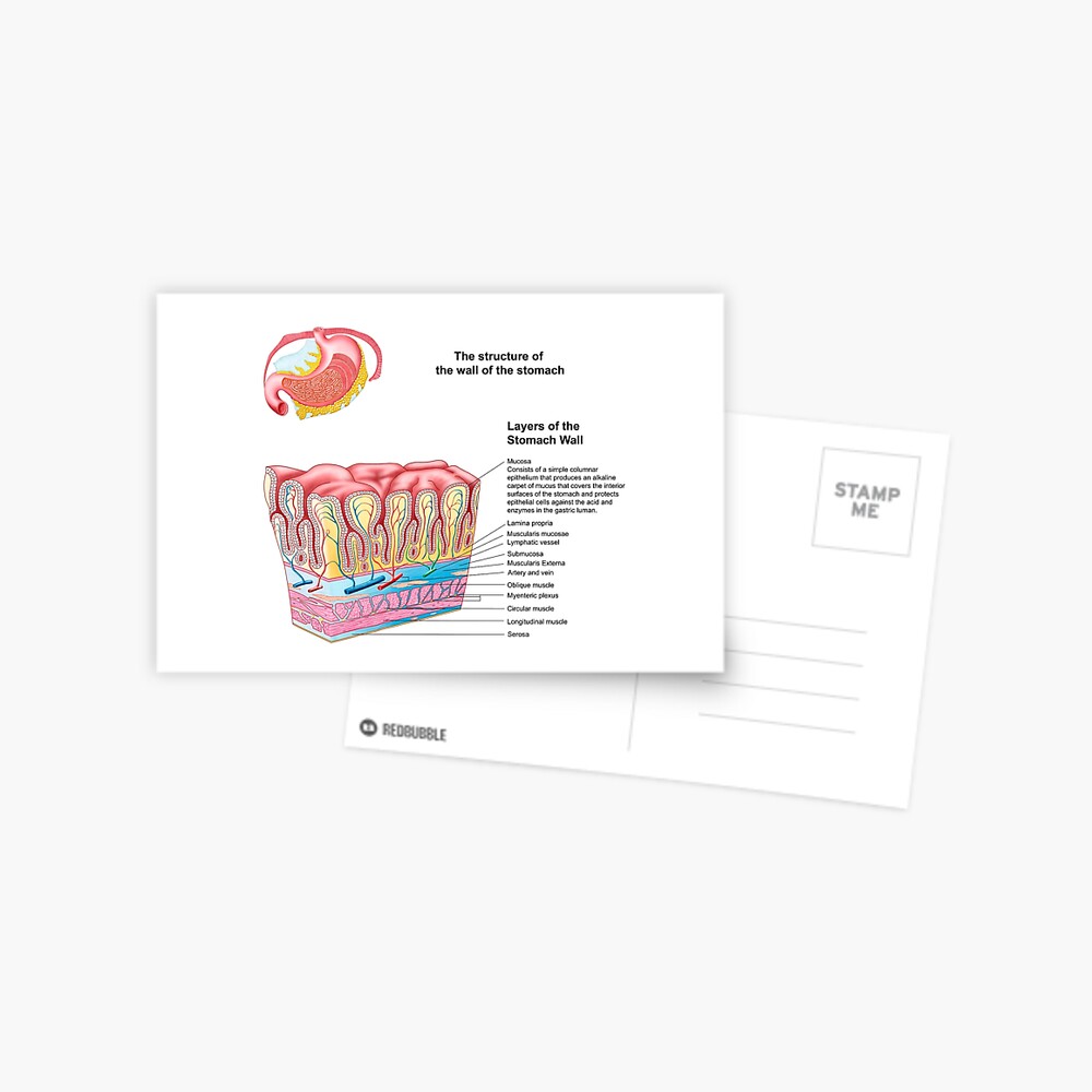 Anatomy Of The Structure And Layers Of The Stomach Wall Postcard For